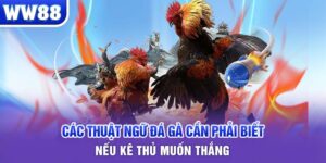 các thuật ngữ đá gà