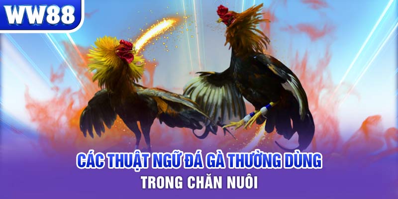 Các thuật ngữ đá gà thường dùng trong chăn nuôi