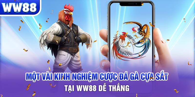 Kinh nghiệm để nuôi gà chiến có vảy lạc diệp