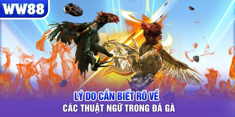 Lý do cần biết rõ về các thuật ngữ trong đá gà