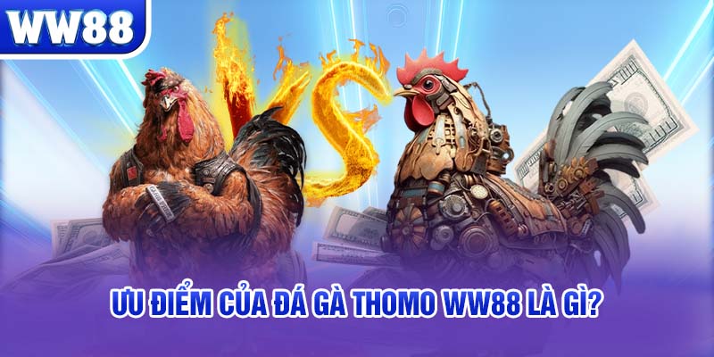 Ưu điểm của đá gà Thomo WW88 là gì?